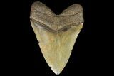 Nice, Fossil Megalodon Tooth - Georgia #156556-2